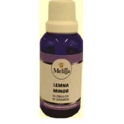 LEMNA MINOR (CONGESTION...